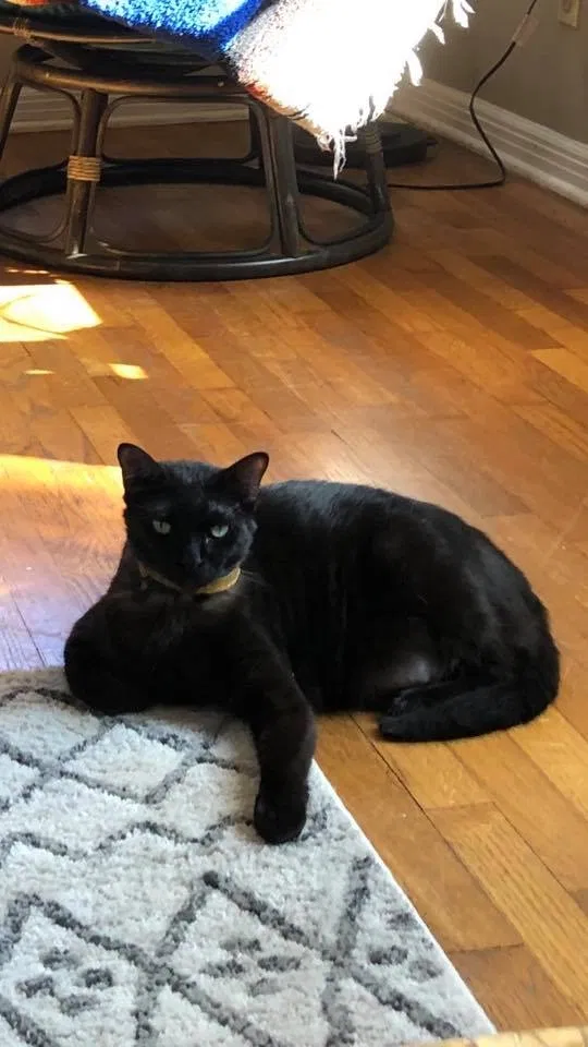 Lost cat in Fayetteville, AR, 72701