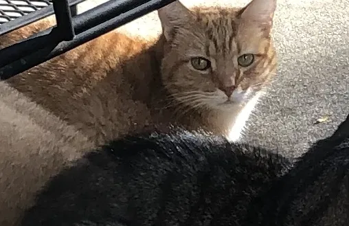 Lost cat in Franklin, MI, 48025