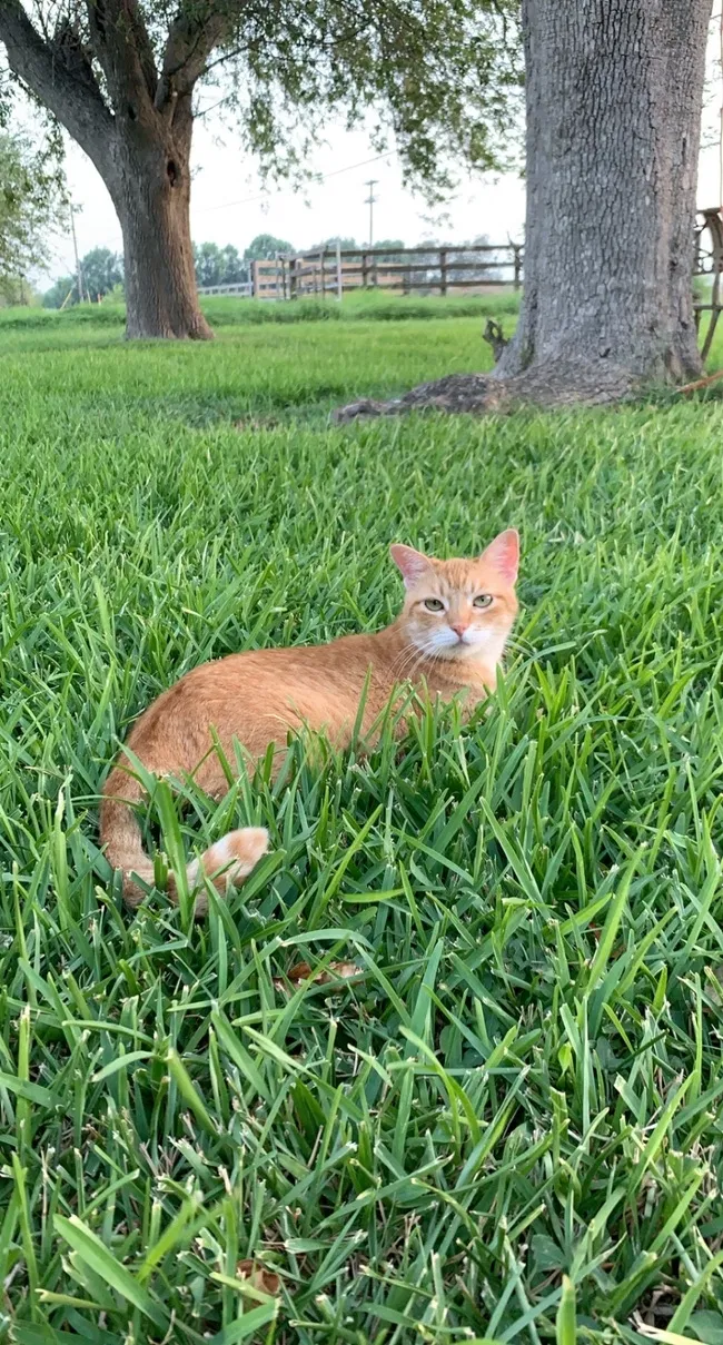 Lost cat in La Feria, TX, 78559