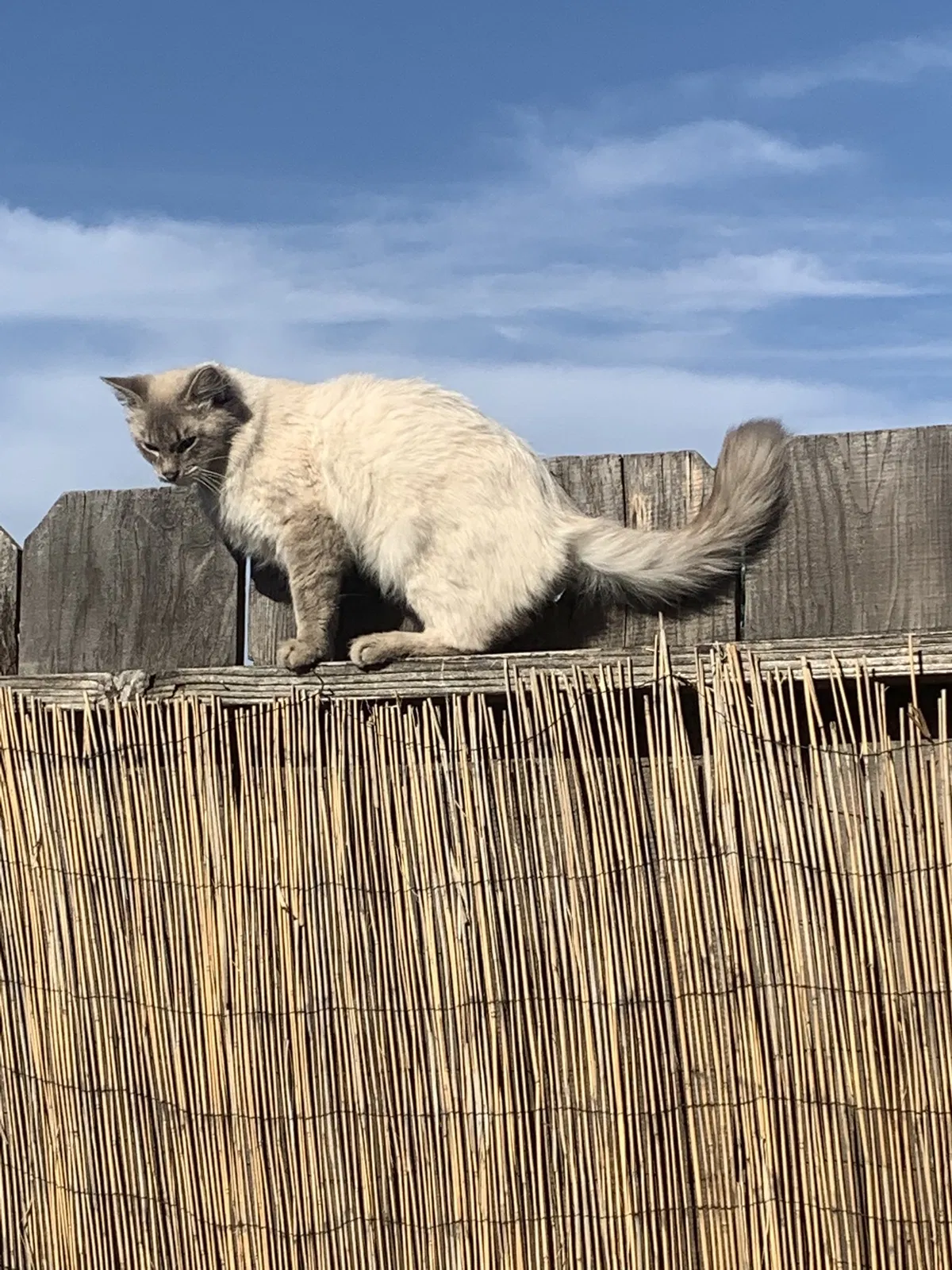 Lost cat in Modesto, CA, 95356