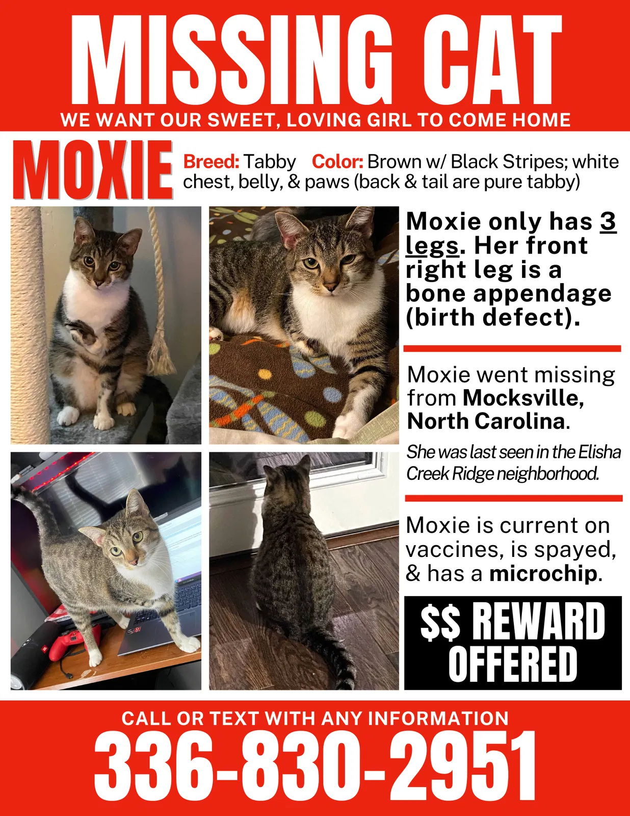 Lost cat in Mocksville, NC, 27028