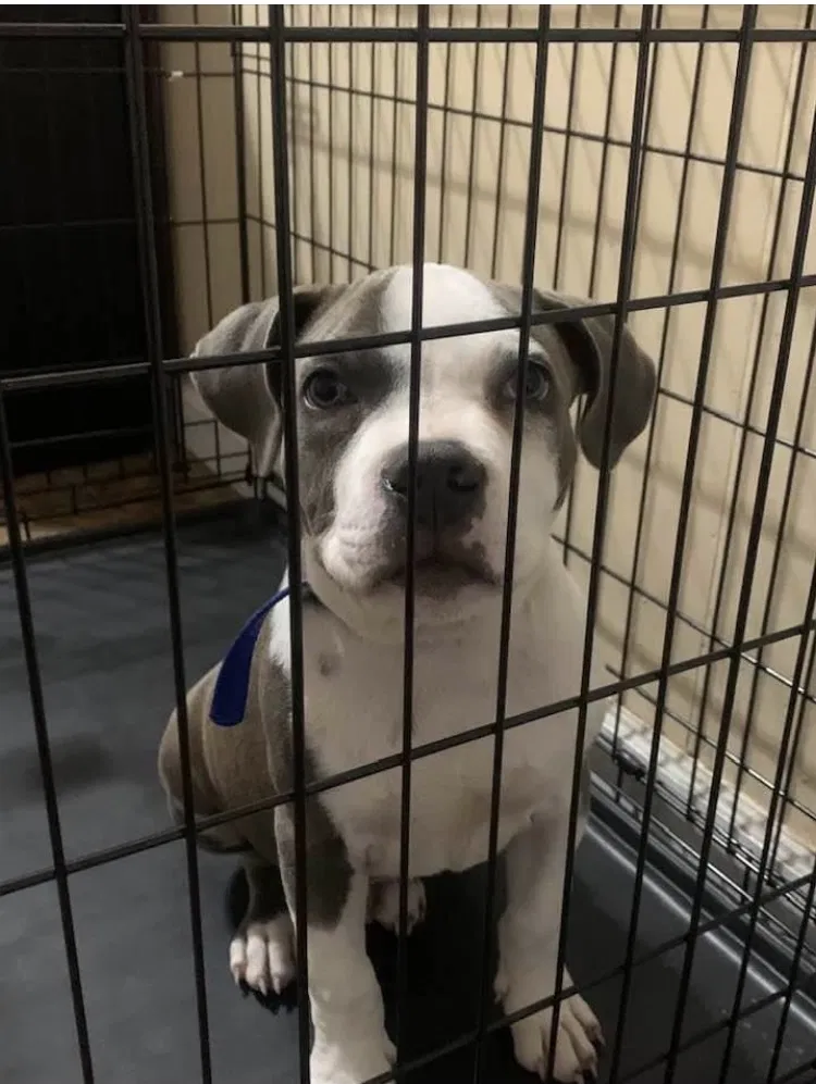 Lost dog in Columbia, SC, 29223