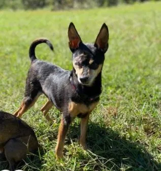 Lost dog in Columbus, NC, 28722
