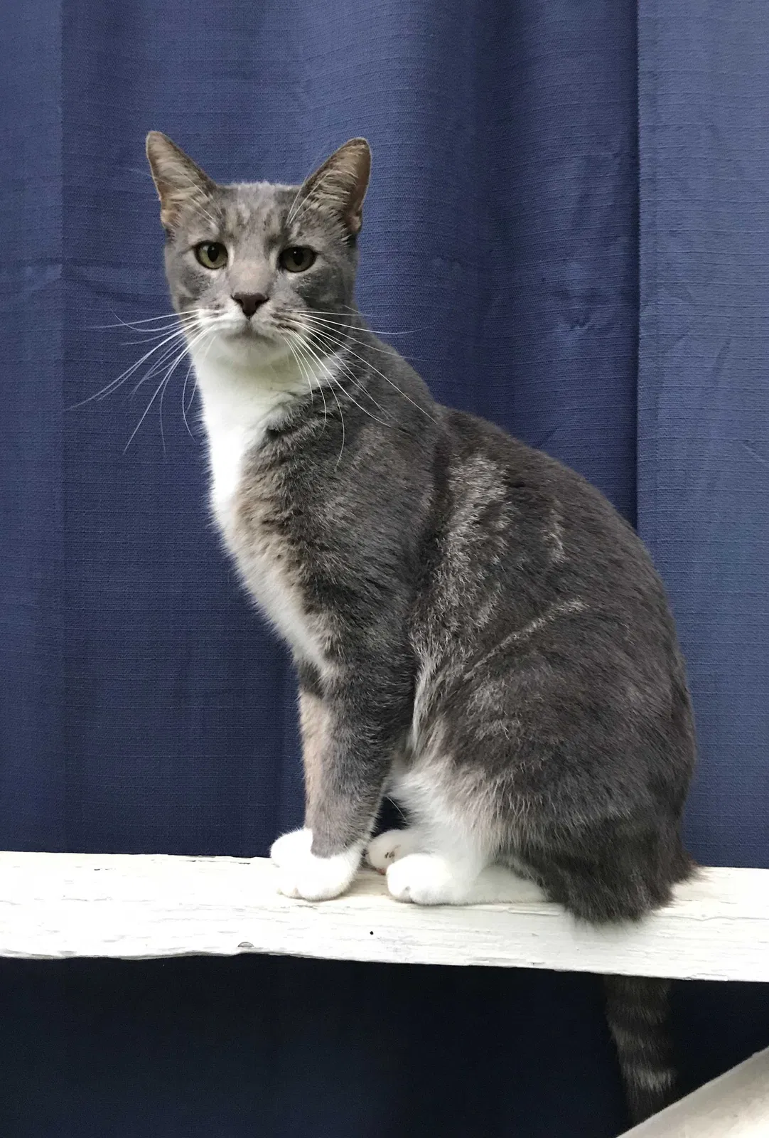 Lost cat in Asheville, NC, 28804