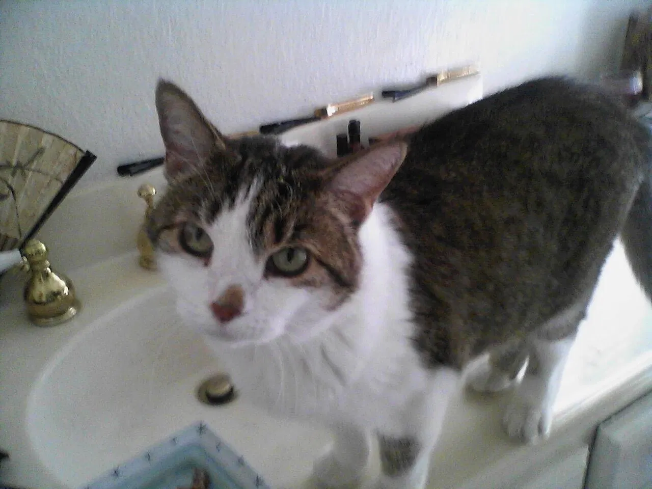 Found cat in Lancaster, CA, 93536