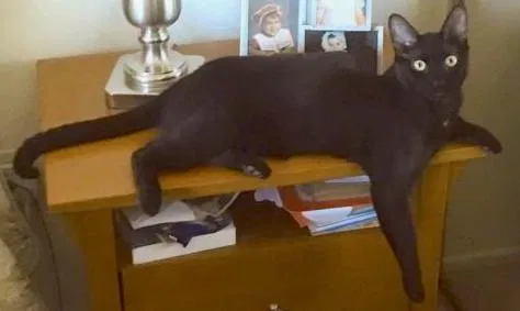 Lost cat in Lancaster, CA, 93536
