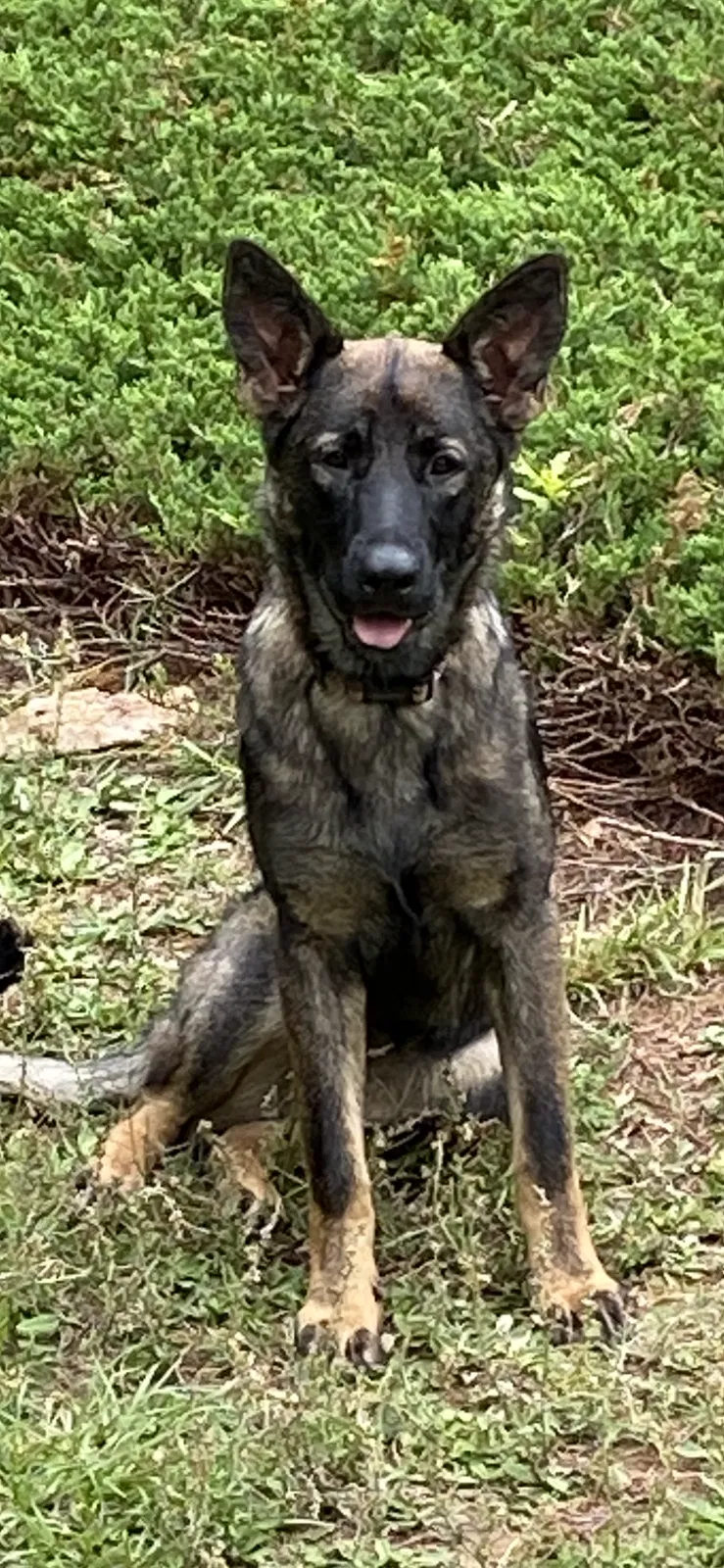 Lost dog in Pauline, SC, 29374