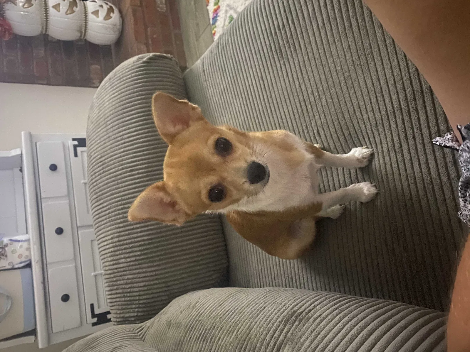 Lost dog in Bakersfield, CA, 93306