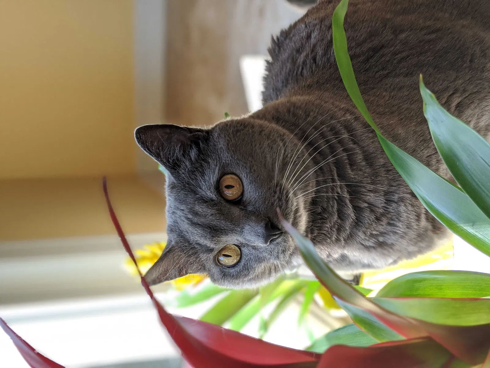 Lost cat in Orland Park, IL, 60467