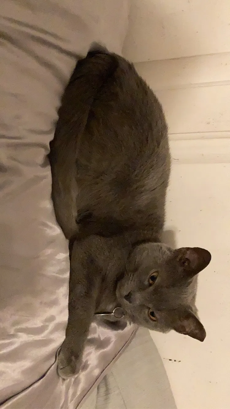 Lost cat in Wilmington, NC, 28412