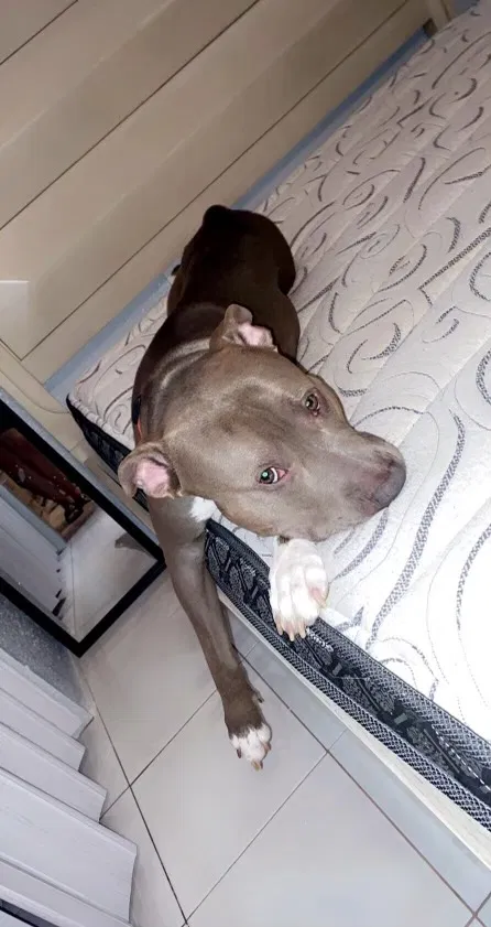 Lost dog in Fort Lauderdale, FL, 33304