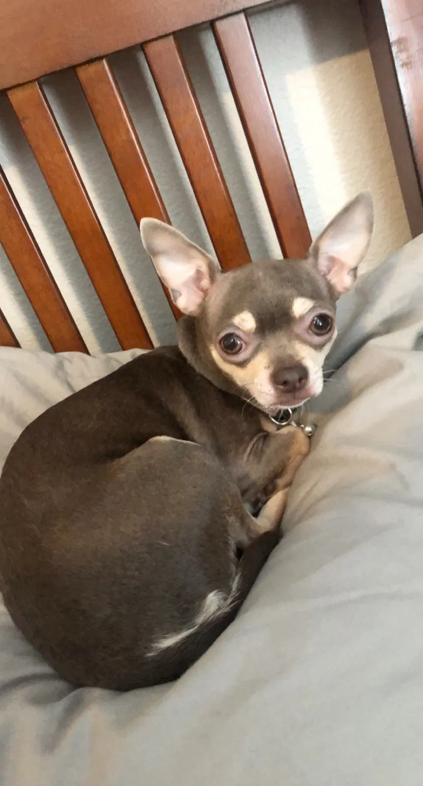 Lost dog in Colorado Springs, CO, 80915