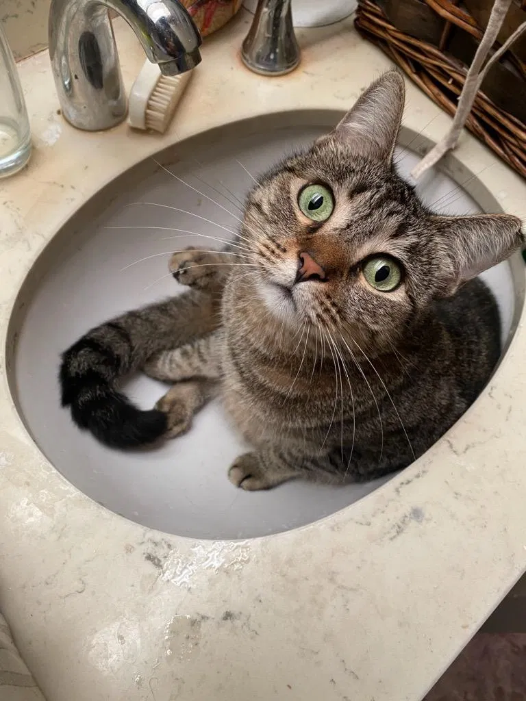 Lost cat in Tulsa, OK, 74145