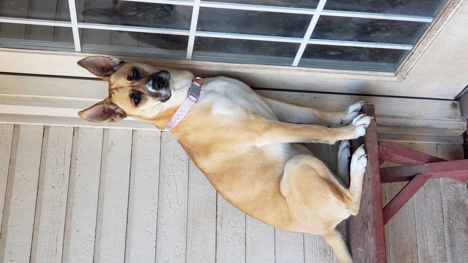Lost dog in Woodway, TX, 76712