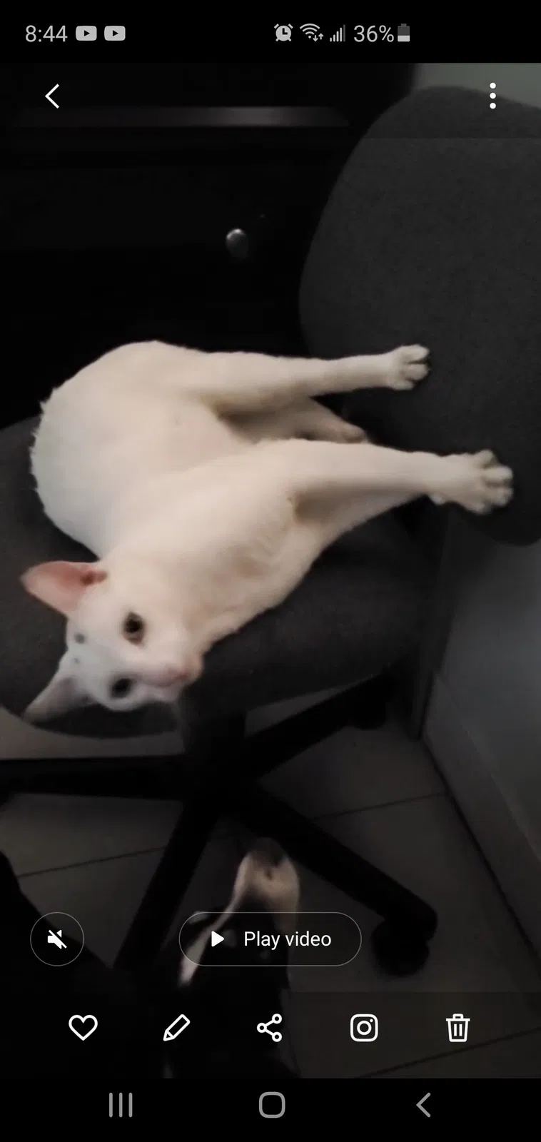 Lost cat in Los Angeles, CA, 90021