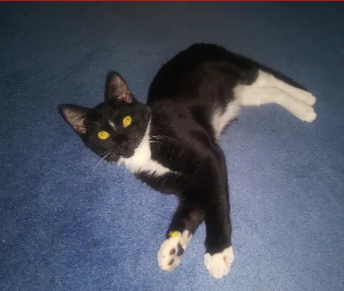 Lost cat in Pensacola, FL, 32526
