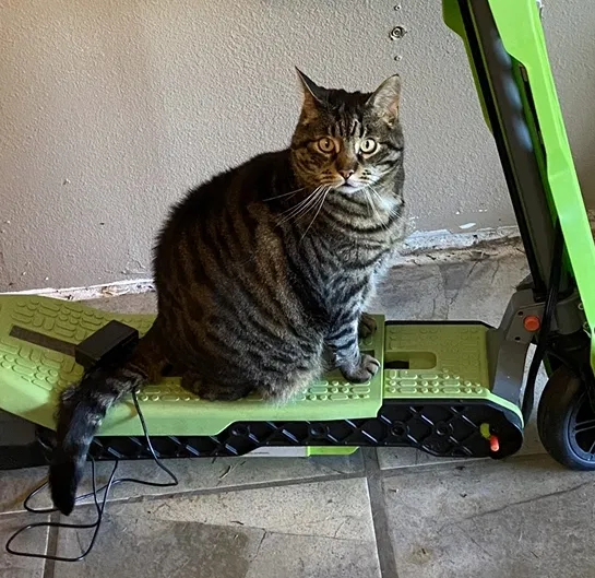 Lost cat in Seattle, WA, 98155