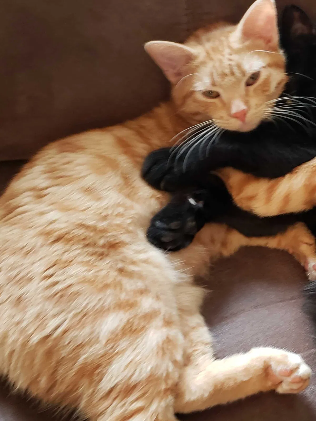 Lost cat in Bernalillo, NM, 87004