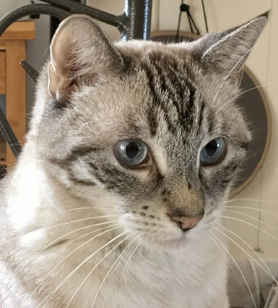 Lost cat in Rio Rancho, NM, 87124