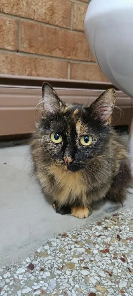 Lost cat in Wilmington, NC, 28401
