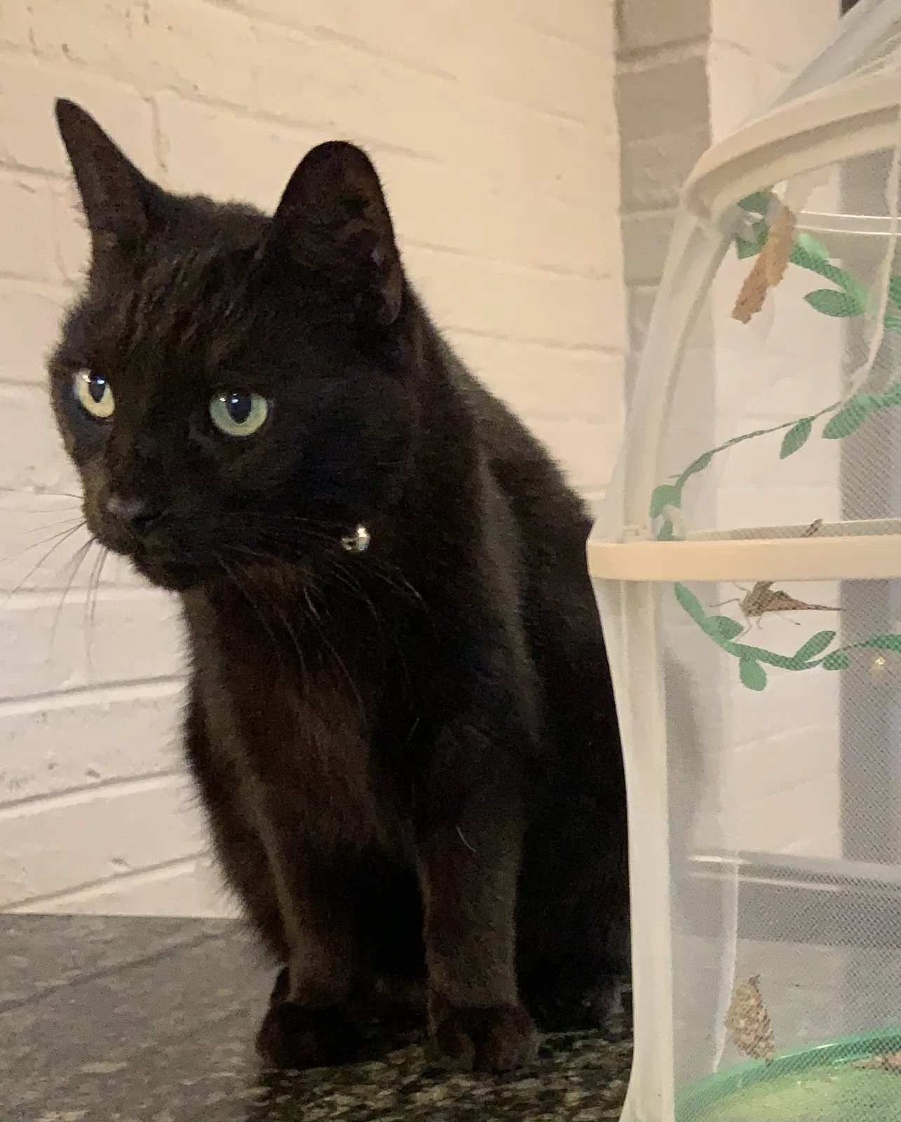 Lost cat in Alexandria, VA, 22308