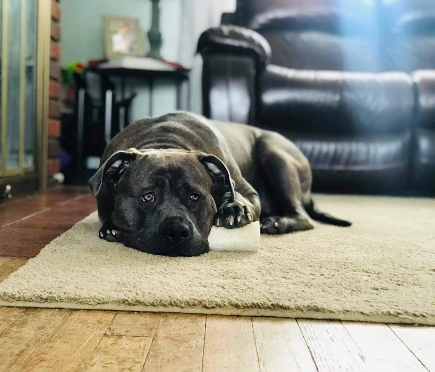Lost dog in Syracuse, NY, 13209