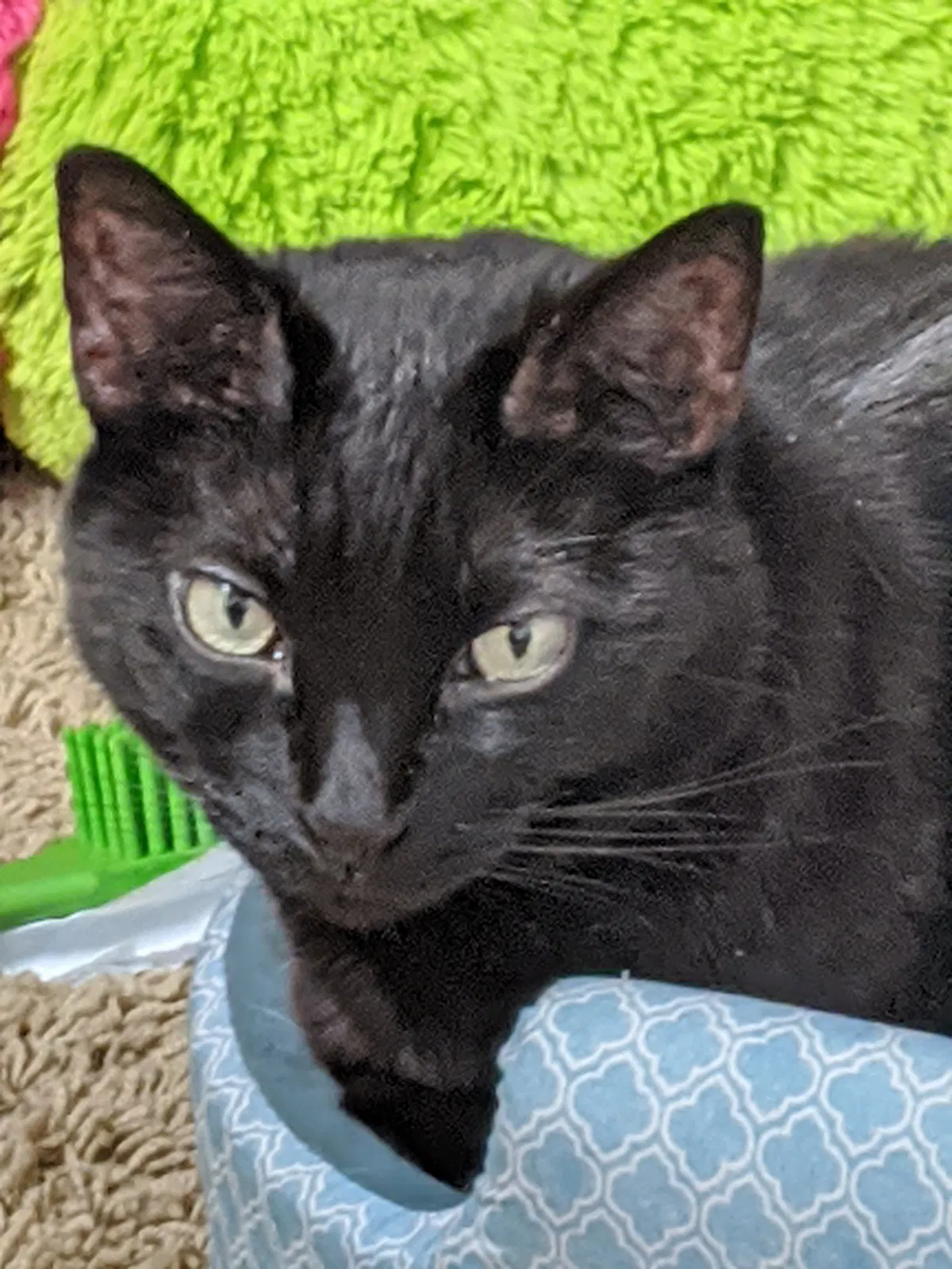 Lost cat in Columbus, OH, 43207