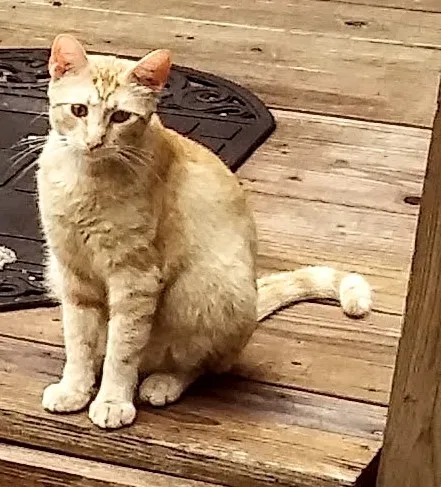 Lost cat in Springfield, MO, 65803