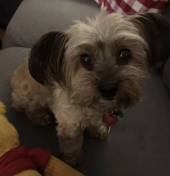 Lost dog in Seattle, WA, 98198