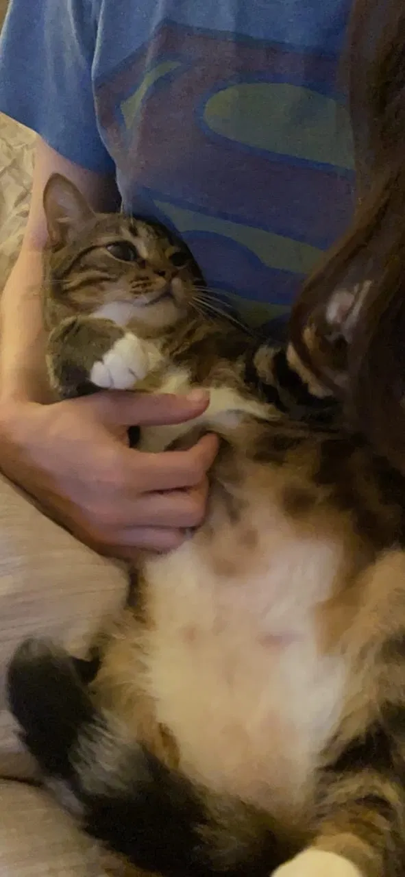Lost cat in San Leandro, CA, 94577