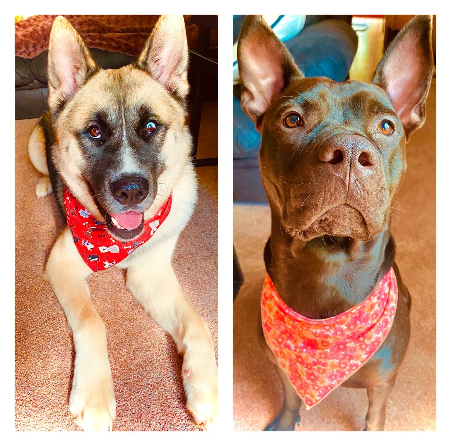 Lost dog in Terre Haute, IN, 47803