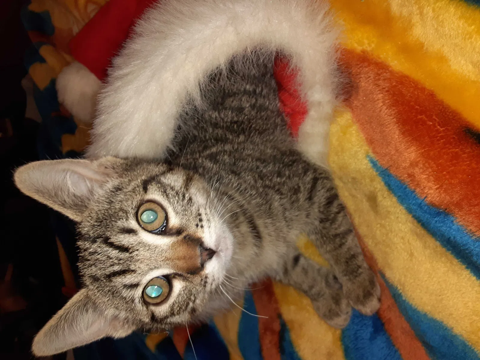 Lost cat in Pueblo, CO, 81004