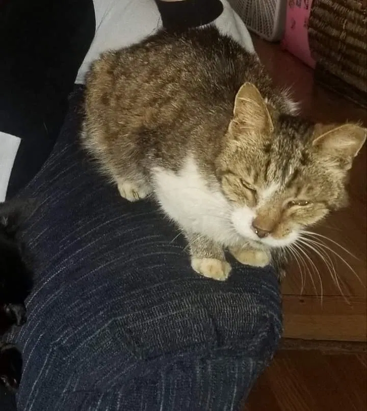 Lost cat in Lancaster, OH, 43130