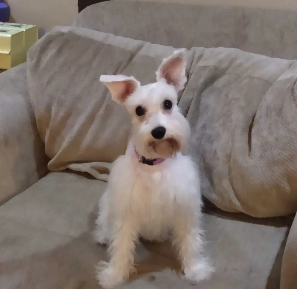 Lost dog in Brownsville, TX, 78521