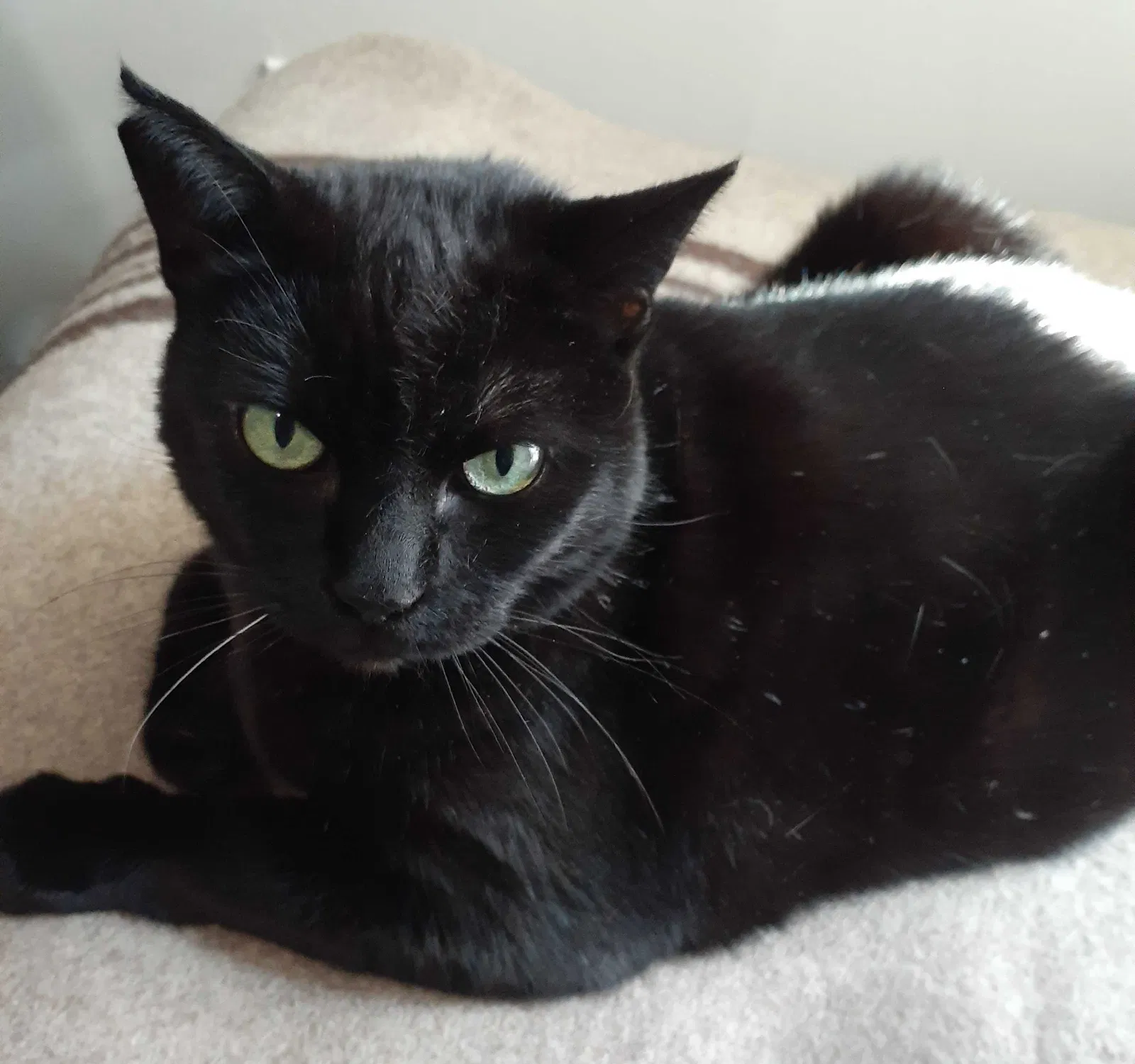 Lost cat in Oroville, CA, 95965