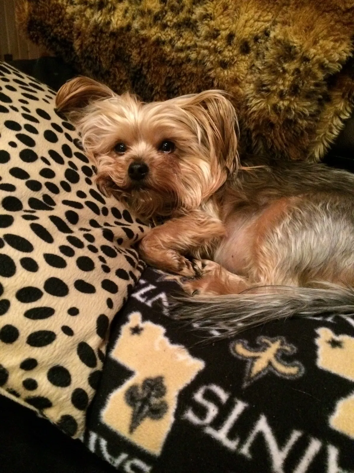 Lost dog in Pensacola, FL, 32503