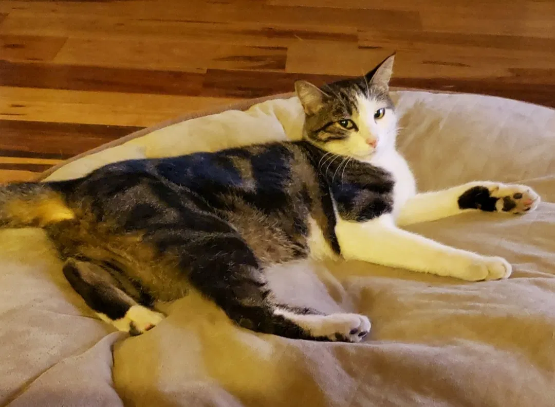 Lost cat in Salida, CA, 95368
