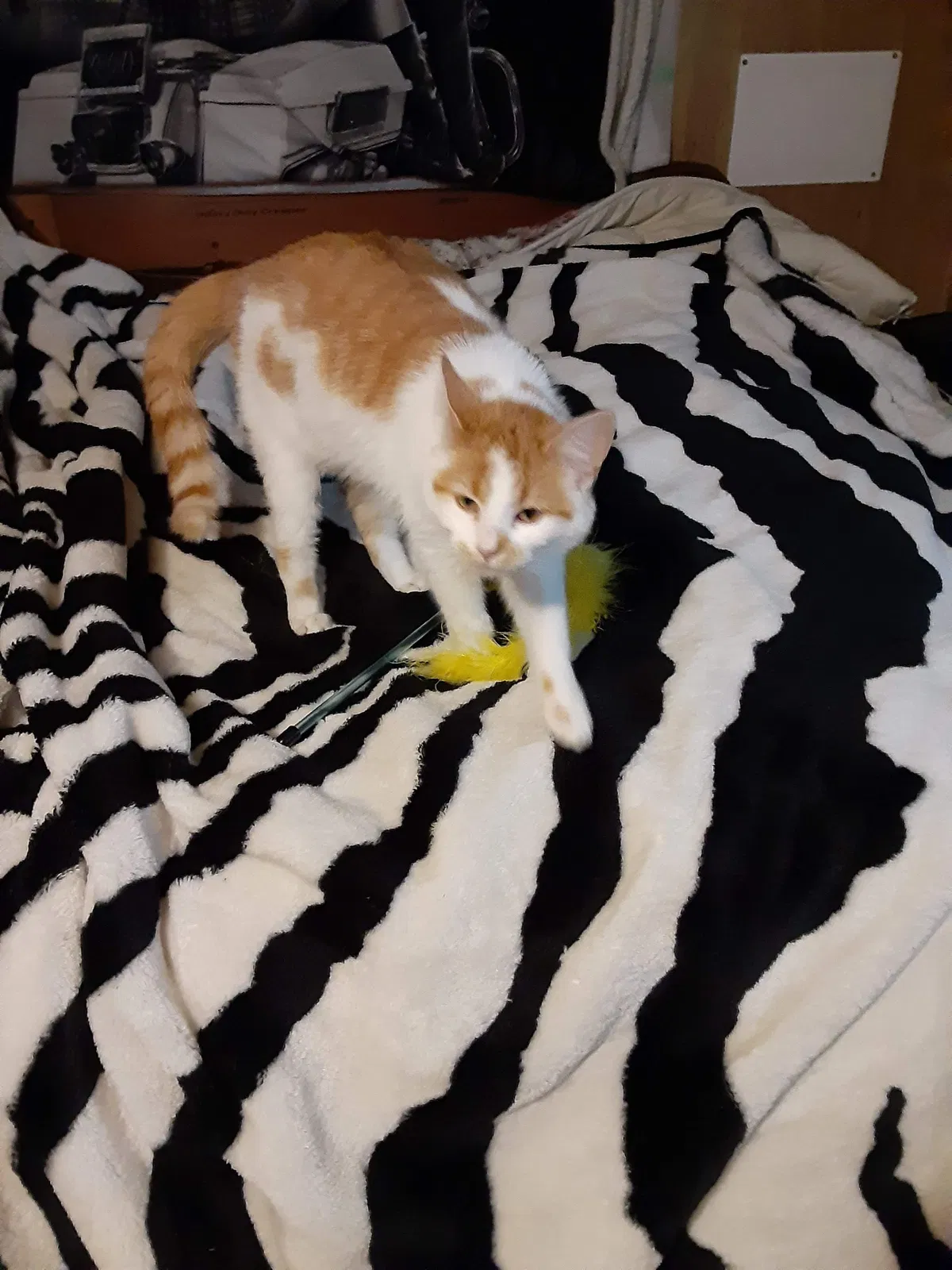 Lost cat in Wilmington, OH, 45177