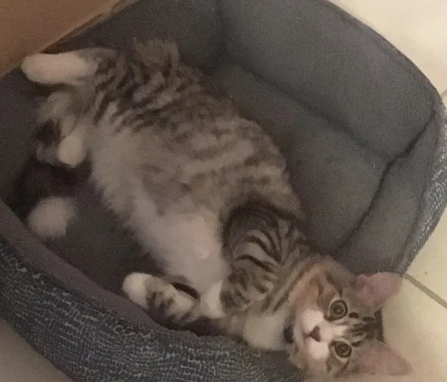 Lost cat in Santa Fe, NM, 87507