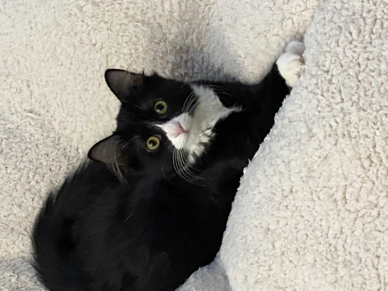 Lost cat in Tavares, FL, 32778