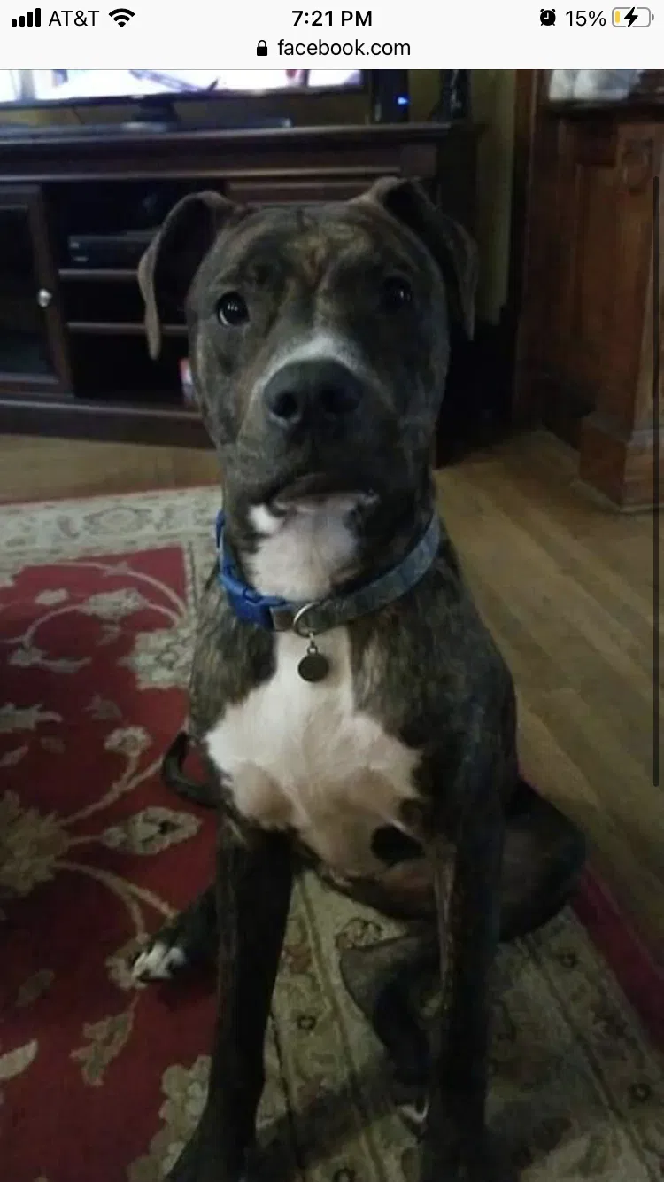 Lost dog in Cynthiana, IN, 47612