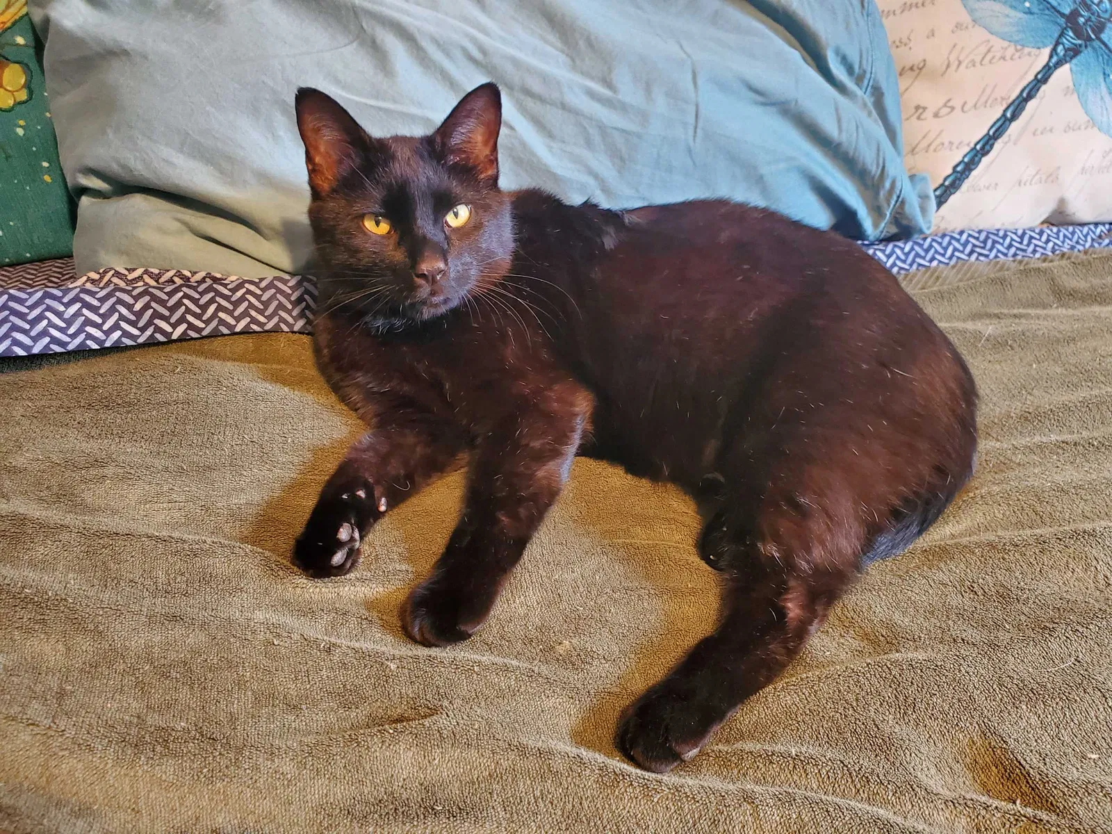 Lost cat in Colorado Springs, CO, 80917