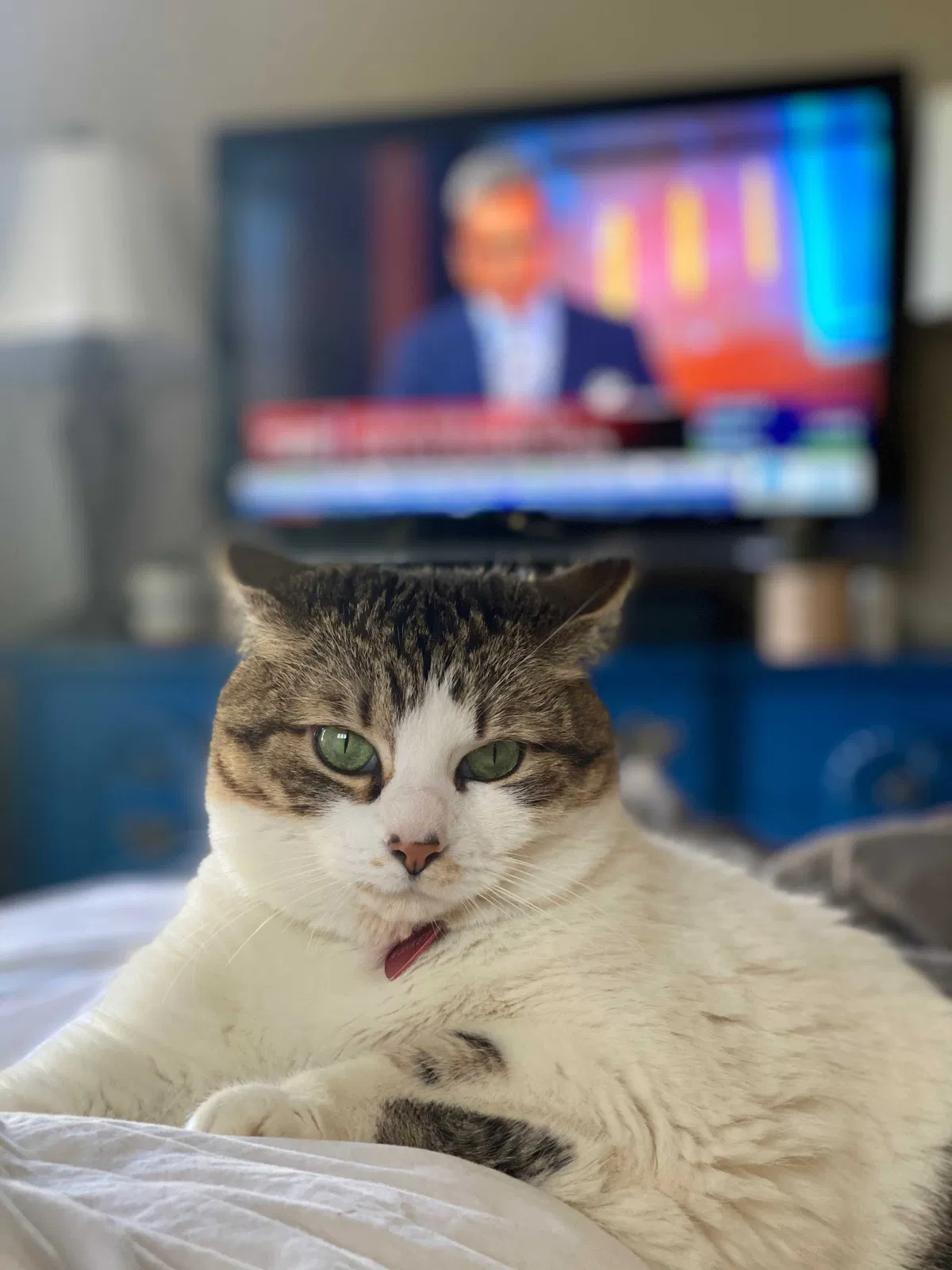 Lost cat in San Diego, CA, 92107