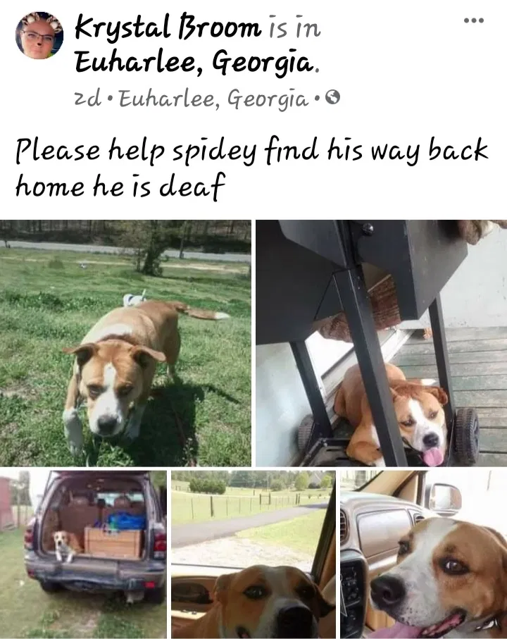 Lost dog in Kingston, GA, 30145