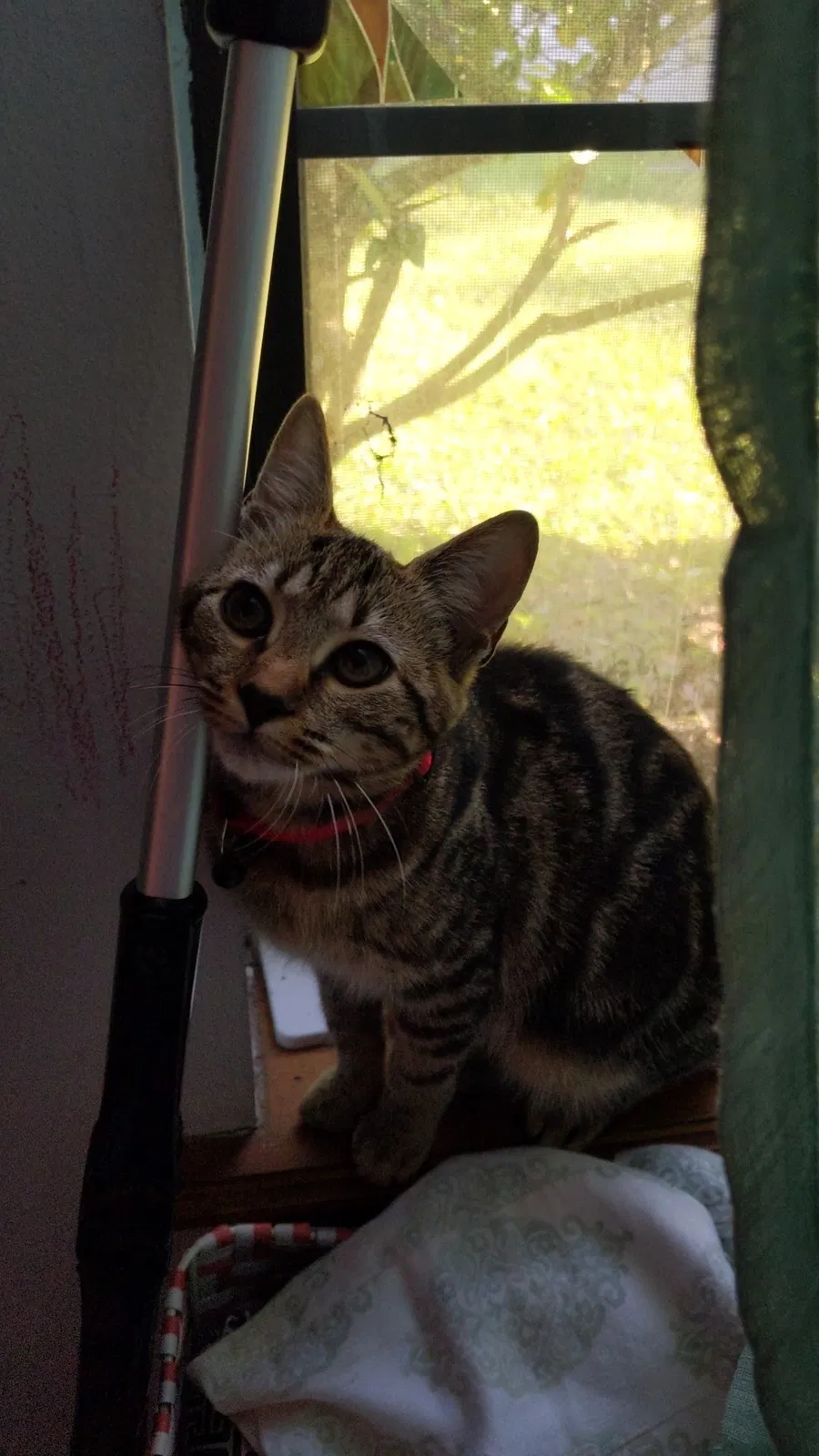 Lost cat in Saint Johns, FL, 32259