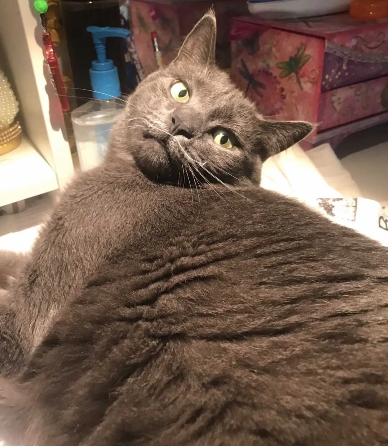 Lost cat in Pacifica, CA, 94044