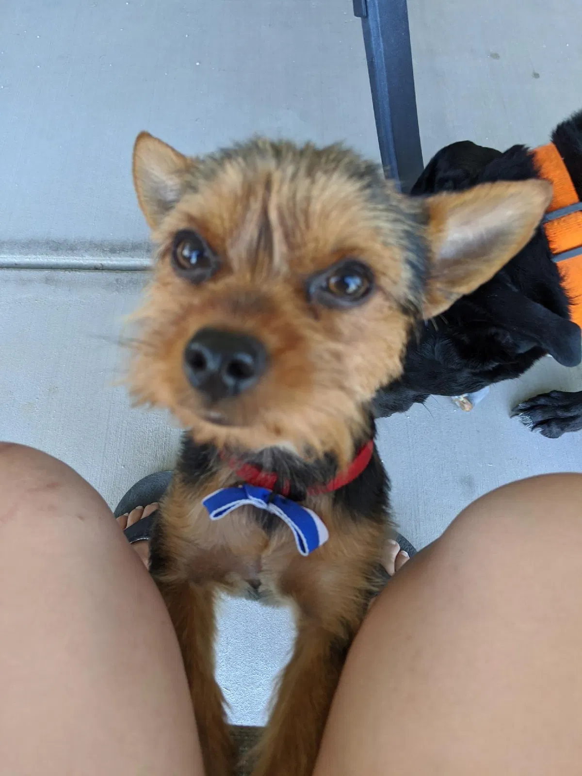Lost dog in Riverside, CA, 92508