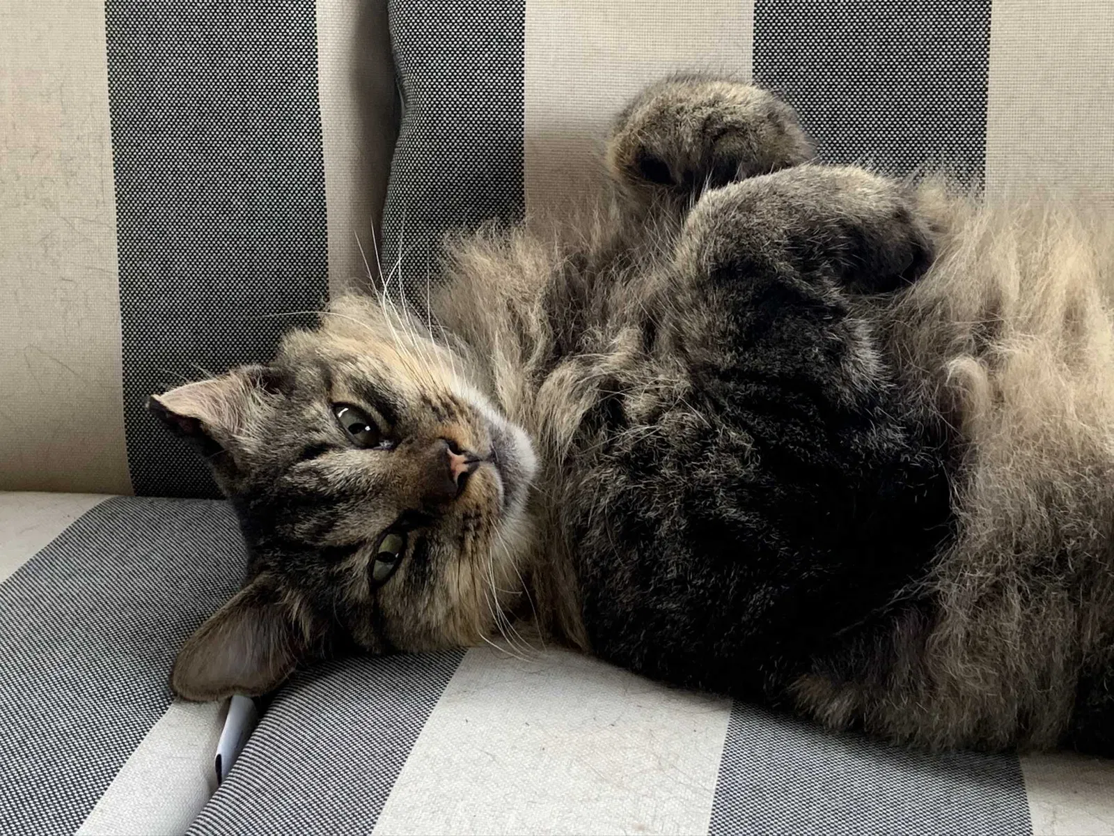 Lost cat in Columbus, IN, 47201