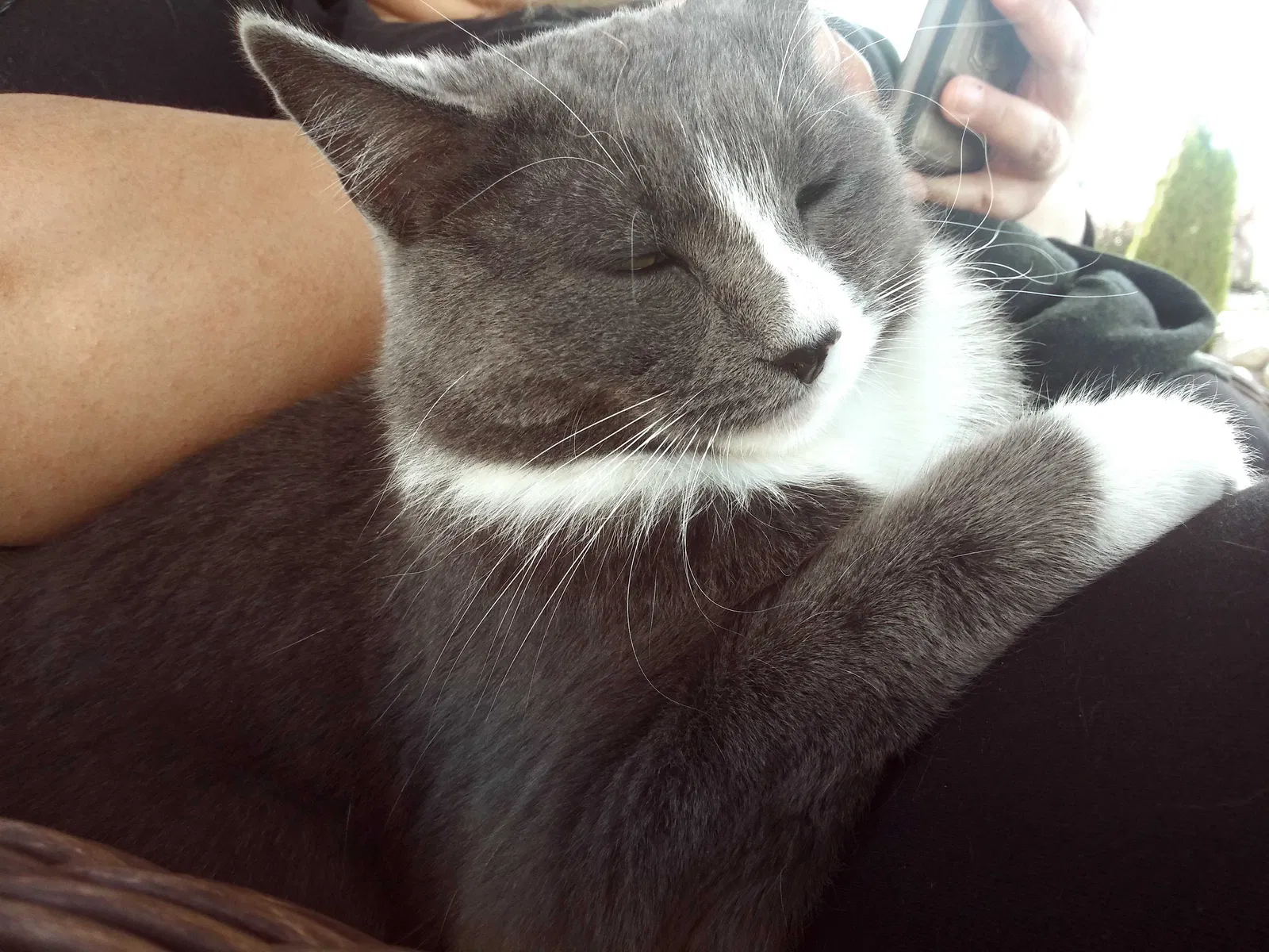 Lost cat in Riverton, UT, 84065