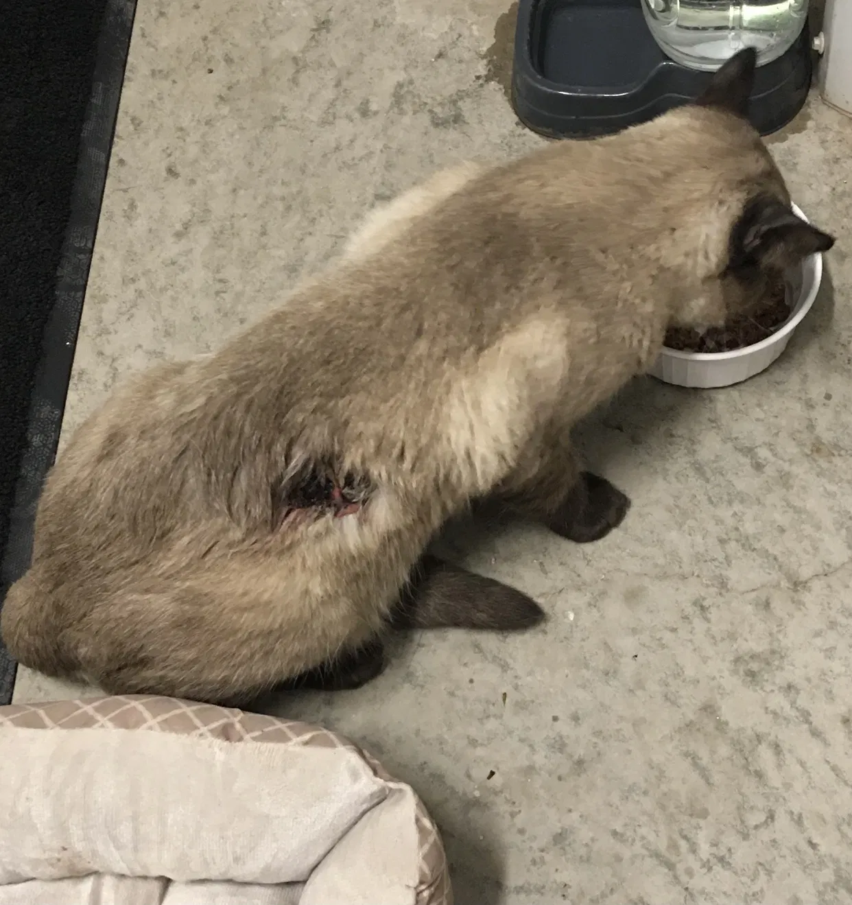 Lost cat in Midland, TX, 79701
